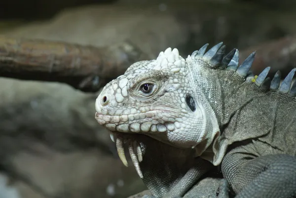 Lesser Antilles Iguana - Iguana delicatissima — Stock Photo, Image