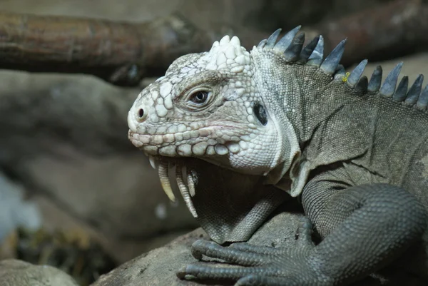 Pequenas Antilhas Iguana - Iguana delicatissima — Fotografia de Stock