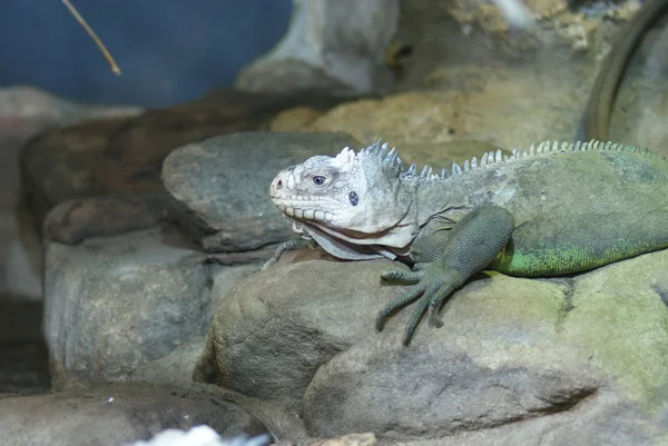 Małe Antyle iguana - legwana delicatissima — Zdjęcie stockowe