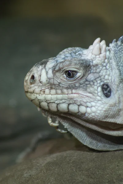 Małe Antyle iguana - legwana delicatissima — Zdjęcie stockowe