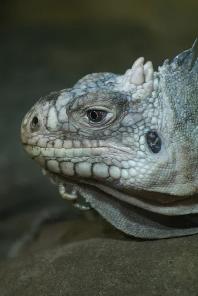 Małe Antyle iguana - legwana delicatissima — Zdjęcie stockowe