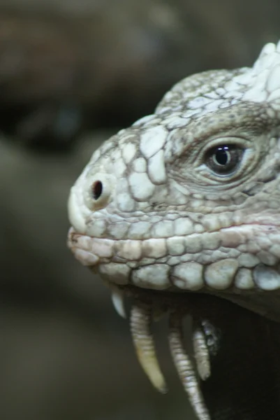 Małe Antyle iguana - legwana delicatissima — Zdjęcie stockowe