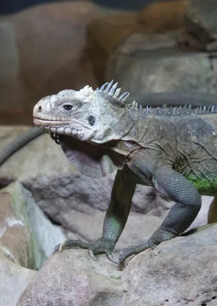 Małe Antyle iguana - legwana delicatissima — Zdjęcie stockowe