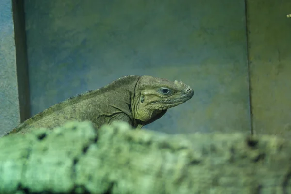 Hispaniolai orrszarvú leguán - cyclura cornuta — Stock Fotó