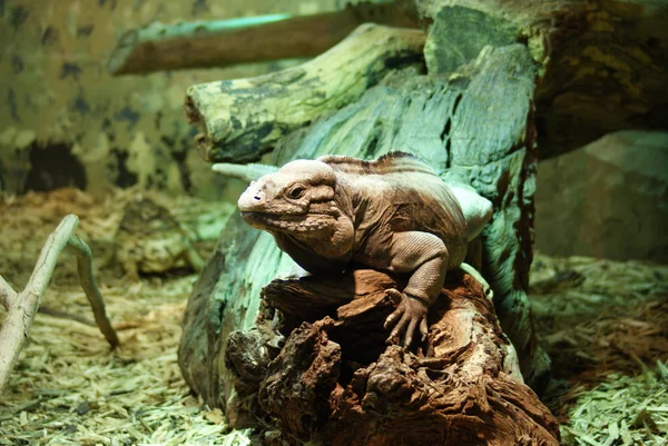 Noshörning iguana - cyclura cornuta — Stockfoto