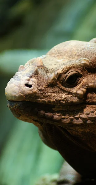 Iguana rinoceronte - cyclura cornuta — Foto Stock