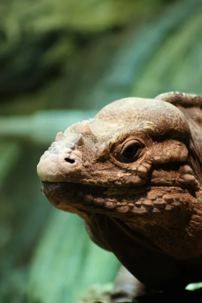 Rhinoceros Iguana - Cyclura cornuta — Stock Photo, Image