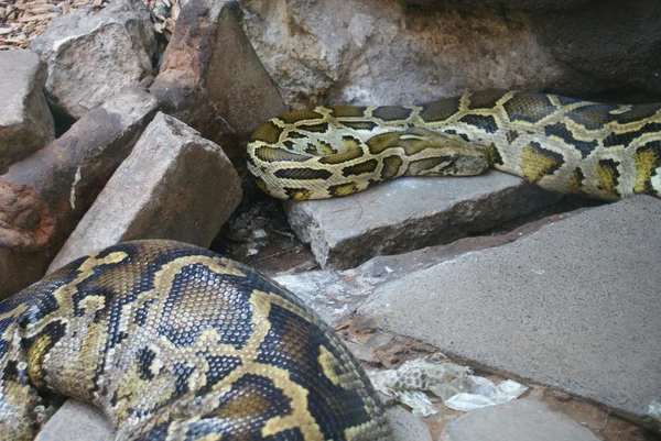 Burmese Rock Python - Python molurus Stock Photo by ©poeticpenguin 47699749