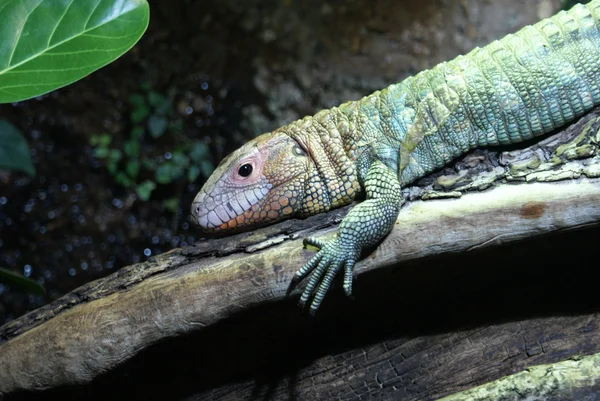 北部カイマン トカゲ - ドラセナ guianensis — ストック写真