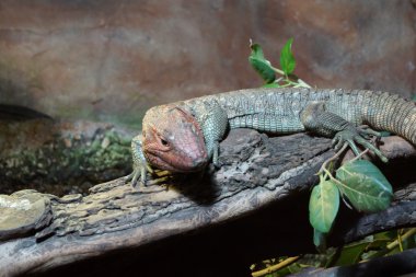 Kuzey caiman kertenkele - dracaena guianensis