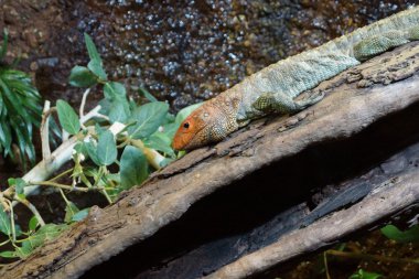 Kuzey caiman kertenkele - dracaena guianensis