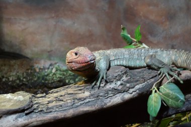 Kuzey caiman kertenkele - dracaena guianensis