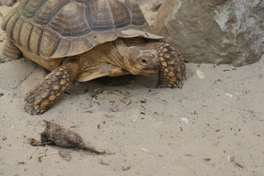 Afrika mahmuzlu kaplumbağası - centrochelys sulcata