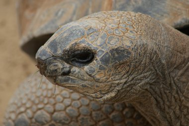 όμορφη κοπέλα με το βιβλίο στο χέρι