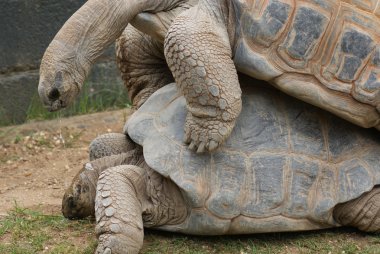 çifti ile aldabra dev kaplumbağa - aldabrachelys kızgözü çiftleşme