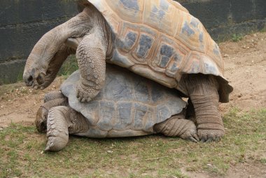 çifti ile aldabra dev kaplumbağa - aldabrachelys kızgözü çiftleşme