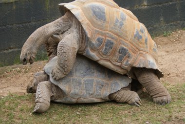 çifti ile aldabra dev kaplumbağa - aldabrachelys kızgözü çiftleşme