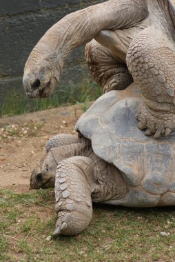 çifti ile aldabra dev kaplumbağa - aldabrachelys kızgözü çiftleşme