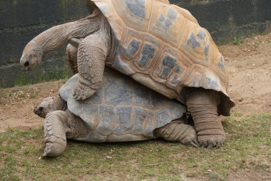 çifti ile aldabra dev kaplumbağa - aldabrachelys kızgözü çiftleşme