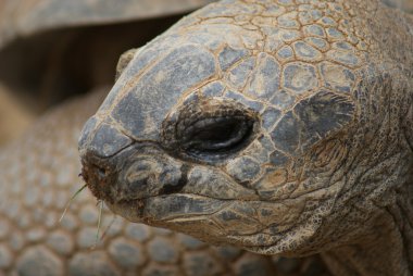 όμορφη κοπέλα με το βιβλίο στο χέρι