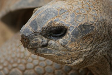 όμορφη κοπέλα με το βιβλίο στο χέρι