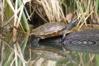 Sarı karınlı terrapin - trachemys scripta scripta