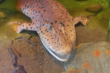 tiktaalik roseae - karada yaşam evrim