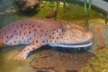 tiktaalik roseae - karada yaşam evrim