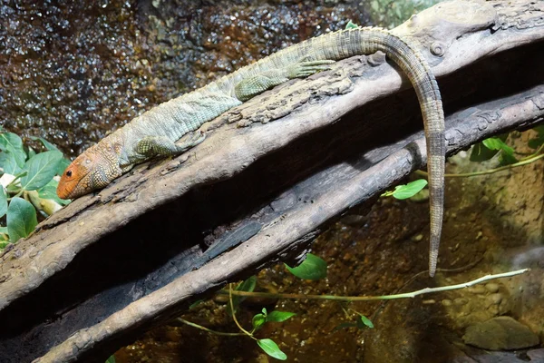 Βόρεια caiman σαύρα - Δράκαινα guianensis — Φωτογραφία Αρχείου