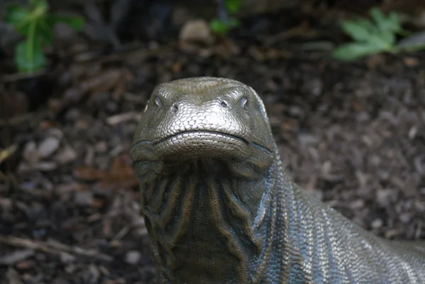 Statue d'un dragon de Komodo - Varanus komodoensis — Photo