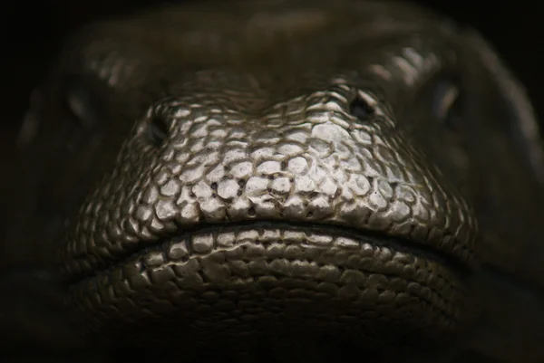 Estátua de um Dragão de Comodo - Varanus komodoensis — Fotografia de Stock