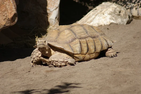 Afrikaanse gestimuleerd schildpad - centrochelys sulcata — Stockfoto