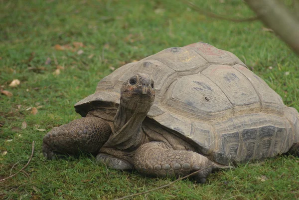Aldabra Giant Tortoise - Aldabrachelys gigantea — Stock Photo, Image
