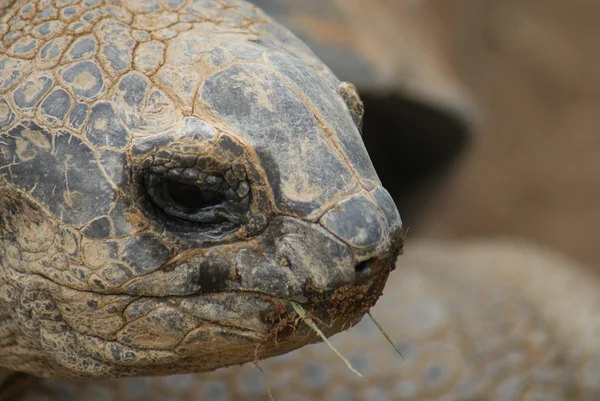 Żółw olbrzymi - aldabrachelys gigantea — Zdjęcie stockowe