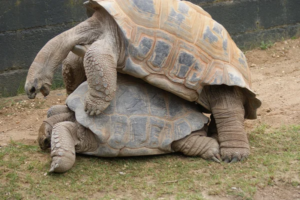 Mating Pair of Aldabra Giant Tortoise - Aldabrachelys gigantea — Stock Photo, Image
