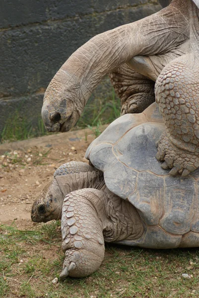 Çifti ile aldabra dev kaplumbağa - aldabrachelys kızgözü çiftleşme — Stok fotoğraf