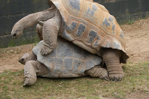 Par de acasalamento de tartaruga gigante Aldabrachelys gigantea — Fotografia de Stock