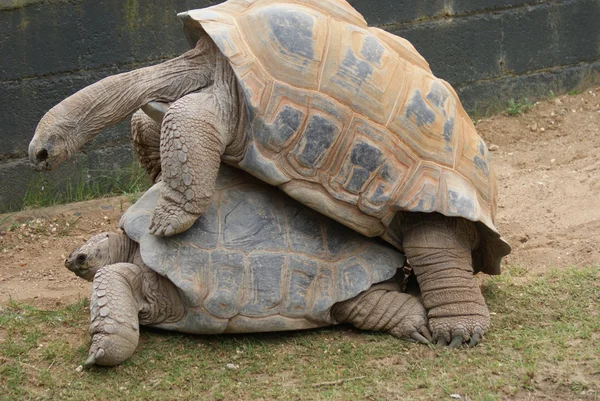 çifti ile aldabra dev kaplumbağa - aldabrachelys kızgözü çiftleşme