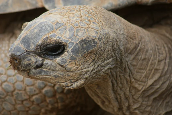 Tortuga gigante de Aldabra - Aldabrachelys gigantea — Foto de Stock