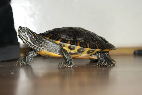 Gul terrapin - trachemys scripta scripta — Stockfoto