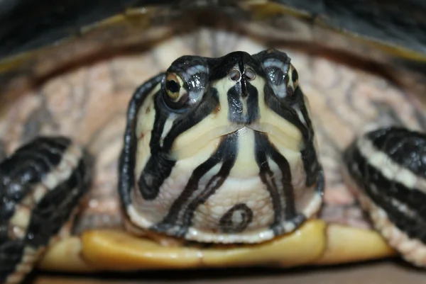 Gul terrapin - trachemys scripta scripta — Stockfoto