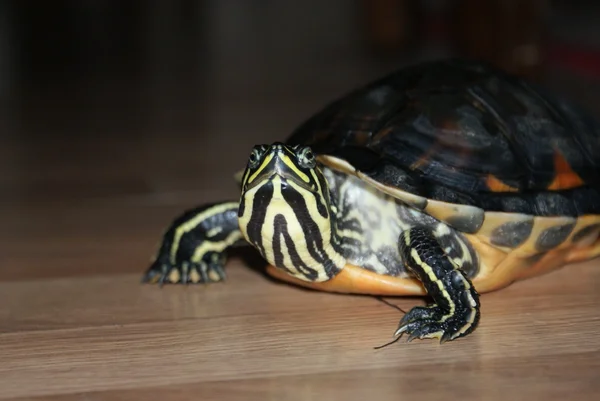 Желтобрюхий черепаховый шрифт — стоковое фото
