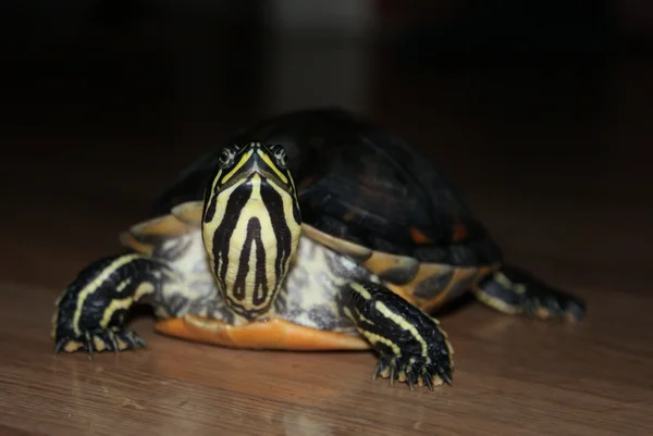 Terrapine à ventre jaune - Trachemys scripta scripta — Photo