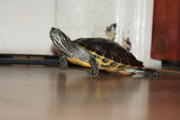 Yellow-bellied Terrapin - Trachemys scripta scripta — Stock Photo, Image