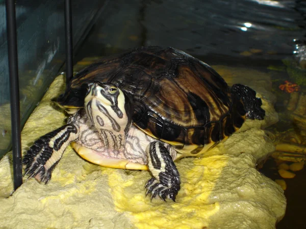 Желтобрюхий черепаховый шрифт — стоковое фото