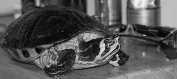 Yellow-bellied Terrapin - Trachemys scripta scripta — Stock Photo, Image