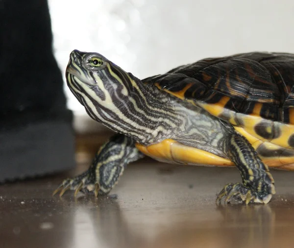 Gul terrapin - trachemys scripta scripta — Stockfoto