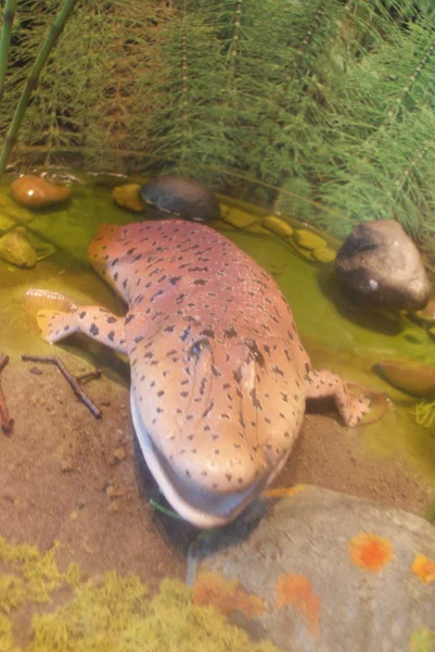 A Tiktaalik roseae - evolúció az élet a föld — Stock Fotó