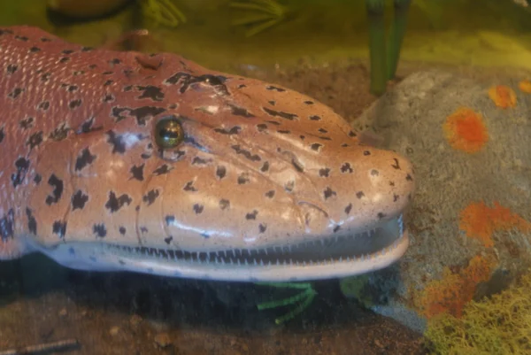 Tiktaalik roseae - Évolution vers la vie terrestre — Photo