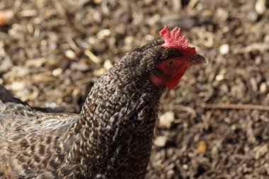tavuk - gallus gallus